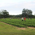 Strawberry Picking
