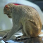 longleat 5